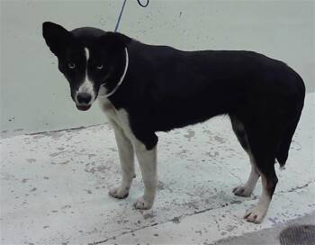 Husky Dogs Available for Adoption in Houston, Texas - PETRA | PetCurious