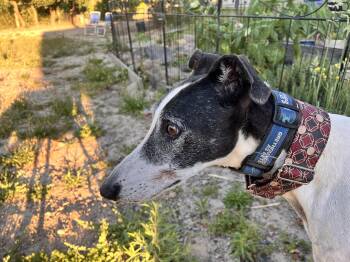 Gi -  Greyhound Dog for Adoption in Larkfield-wikiup, California - Gi | PetCurious