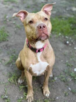 Fern -  Pit Bull Terrier Dog for Adoption in Billerica, Massachusetts - Fern | PetCurious