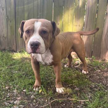 Pit Bull Terrier Dogs Available for Adoption in Corsicana, Texas - Brinson D46511 | PetCurious