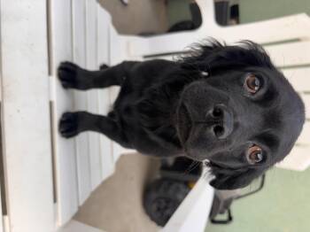Cocker Spaniel and Poodle Dogs Available for Adoption in Corona, California - Brielle | PetCurious