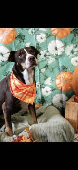 Lola -  Australian Cattle Dog Blue Heeler Dog for Adoption in Berea, Kentucky - Lola | PetCurious