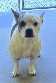 Rescue American Bulldog and Pit Bull Terrier Dogs for Adoption in Anderson, California - Wesley | PetCurious