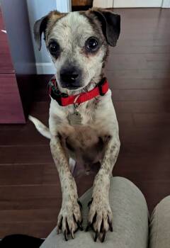 Rescue Terrier Dogs for Adoption in Elk Grove, California - Moo Moo | PetCurious