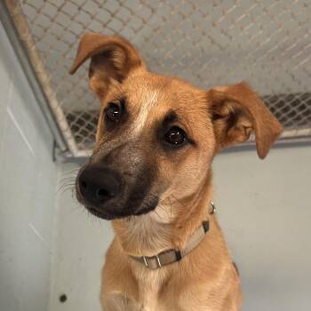 Shepherd and Mixed Breed Dogs Available for Adoption - Valentino | PetCurious