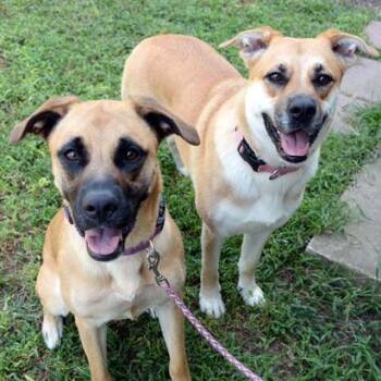 Stella -  German Shepherd Dog and Boxer Dog for Adoption in Fort Leavenworth, Kansas - Stella | PetCurious