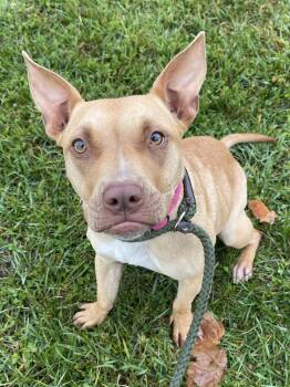 Rescue Mixed Breed Dogs for Adoption in Allegan, Michigan - Chestnut | PetCurious