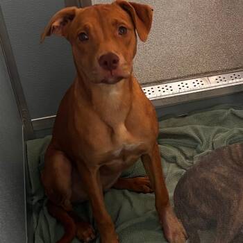 Sally -  Pit Bull Terrier and Mixed Breed Dog for Adoption in Matteson, Illinois - Sally | PetCurious