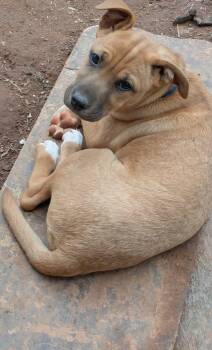 Catahoula Leopard Dog Dogs Available for Adoption in Social Circle, Georgia - Bella | PetCurious