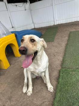 Sam -  Labrador Retriever Dog for Adoption in San Diego, California - Sam | PetCurious