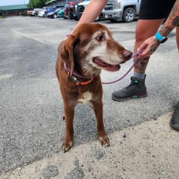 Irish Setter and Labrador Retriever Dogs Available for Adoption in Fountain Hill, Pennsylvania - Kiwi | PetCurious