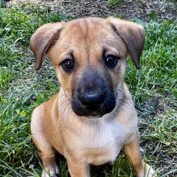 Joey Nikona - Local Goofball -  Basenji and Labrador Retriever Dog for Adoption in Andover, Massachusetts - Joey Nikona - Local Goofball | PetCurious