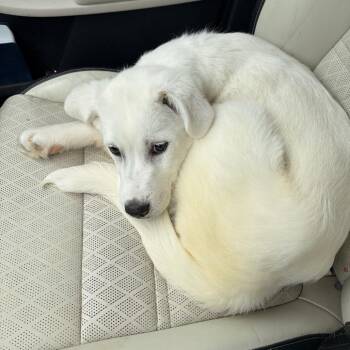 Great Pyrenees and Mixed Breed Dogs Available for Adoption in Fredericksburg, Virginia - Brielle | PetCurious
