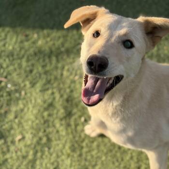 Canaan Dog Dogs Available for Adoption - Naya, The Sweetest Pup | PetCurious