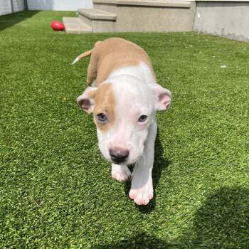 A -  Mixed Breed Dog for Adoption in Bedford, New Hampshire - A | PetCurious