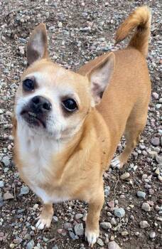 Chihuahua Dogs Available for Adoption - Monty | PetCurious