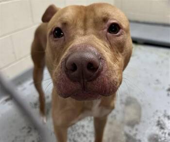 ARNOLD -  Pit Bull Terrier and Mixed Breed Dog for Adoption in Anchorage, Alaska - ARNOLD | PetCurious