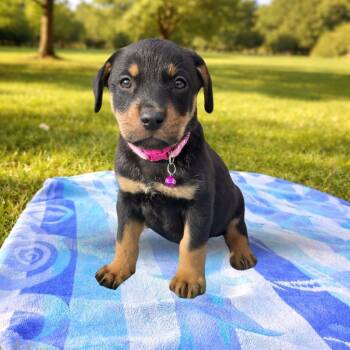 Mixed Breed Dogs Available for Adoption in Las Vegas, Nevada - Clefairy | PetCurious
