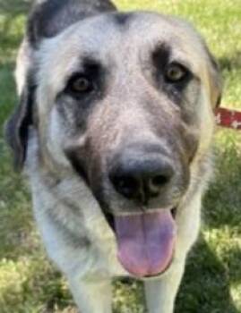 Emerald -  Anatolian Shepherd Dog for Adoption in Pasco, Washington - Emerald | PetCurious