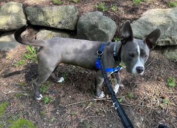 Blinky Beans -  Mixed Breed Dog for Adoption in Detroit, Michigan - Blinky Beans | PetCurious