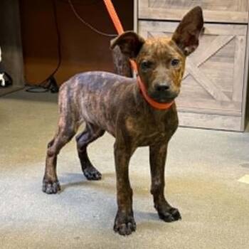 Veda -  Mixed Breed Dog for Adoption in Hamilton, Georgia - Veda | PetCurious
