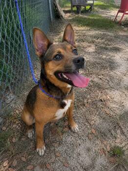 VIOLET -  Terrier Dog for Adoption in Vaughan, Ontario - VIOLET | PetCurious