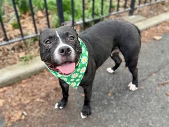 Rescue Mixed Breed Dogs for Adoption in New York, New York - Ladybird | PetCurious