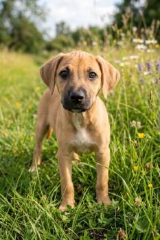 Pancho -  Labrador Retriever and Black Mouth Cur Dog for Adoption in Wanaque, New Jersey - Pancho | PetCurious