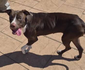 Tessa -  Labrador Retriever and Mixed Breed Dog for Adoption in Shreveport, Louisiana - Tessa | PetCurious