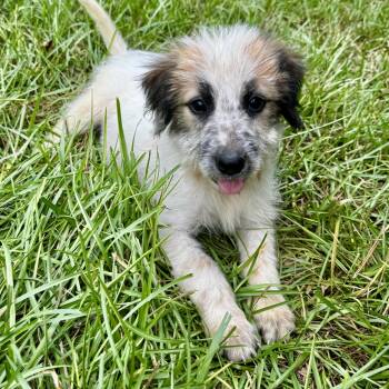 Bunny -  Australian Cattle Dog Blue Heeler Dog for Adoption in Longview, Texas - Bunny | PetCurious