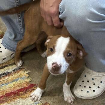 Rescue Boxer Dogs for Adoption in Petersburg, Illinois - Joy | PetCurious