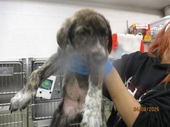 Pit Bull Terrier and Mixed Breed Dogs Available for Adoption in Oklahoma City, Oklahoma - A472364 | PetCurious