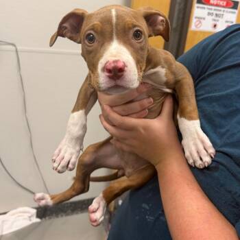 Puppy Girl -  Mixed Breed Dog for Adoption in Columbiana, Alabama - Puppy Girl | PetCurious