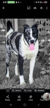 Rescue Catahoula Leopard Dog Dogs for Adoption in Hampton, Virginia - ROCKY | PetCurious