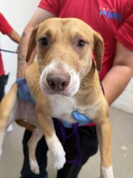 THUMPER -  Pit Bull Terrier and Mixed Breed Dog for Adoption in San Bernardino, California - THUMPER | PetCurious