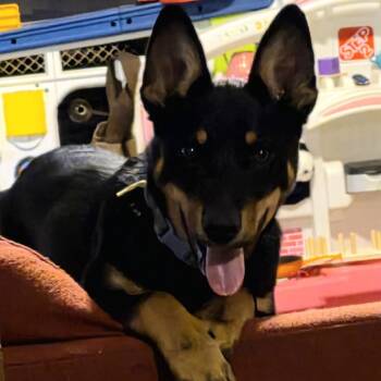 Buddy * (Courtesy Listing) -  Mixed Breed Dog for Adoption in Waynesville, North Carolina - Buddy * (Courtesy Listing) | PetCurious