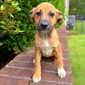 Mixed Breed Dogs Available for Adoption in Brownsboro, Alabama - NASA | PetCurious