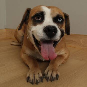 Rescue Basset Hound and Boxer Dogs for Adoption in Minnetonka, Minnesota - Maggie Mae D66965 | PetCurious