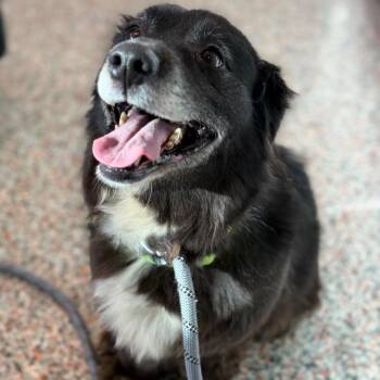 Mixed Breed and Dachshund Dogs Available for Adoption - Carla | PetCurious