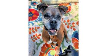 Adelia -  Boxer Dog Available for Adoption in Hewitt, Texas - Adelia | PetCurious