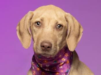 Journey -  Hound and Mixed Breed Dog for Adoption in Cookeville, Tennessee - Journey | PetCurious