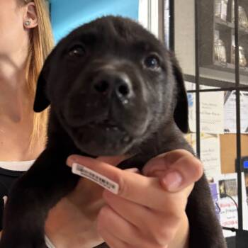 Mixed Breed Dogs Available for Adoption in Savannah, Georgia - Yeet | PetCurious