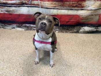American Bulldog Dogs Available for Adoption in Doral, Florida - FARA | PetCurious
