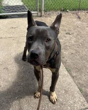 Broly -  Pit Bull Terrier Dog for Adoption in Lafayette, Indiana - Broly | PetCurious