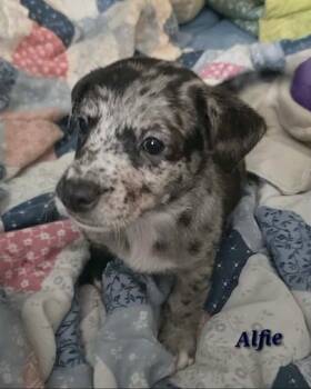 Alfie- the A Litter -  Cairn Terrier Dog for Adoption in Ocean Township, New Jersey - Alfie- The A Litter | PetCurious