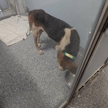 Raleigh -  Treeing Walker Coonhound Dog for Adoption in Charlottesville, Virginia - Raleigh | PetCurious