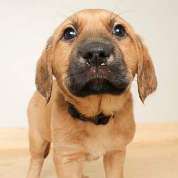 Basset Hound and Mixed Breed Dogs Available for Adoption - Sequoia D68161 | PetCurious