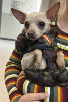 Chihuahua and Mixed Breed Dogs Available for Adoption - SPARKY | PetCurious