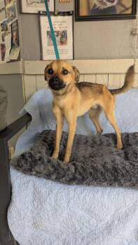 Timon -  Chihuahua Dog for Adoption in Fort Worth, Texas - Timon | PetCurious