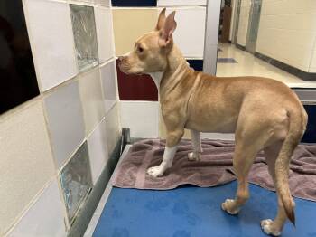 Rescue Pit Bull Terrier Dogs for Adoption in Plano, Texas - Chanel A213919 | PetCurious